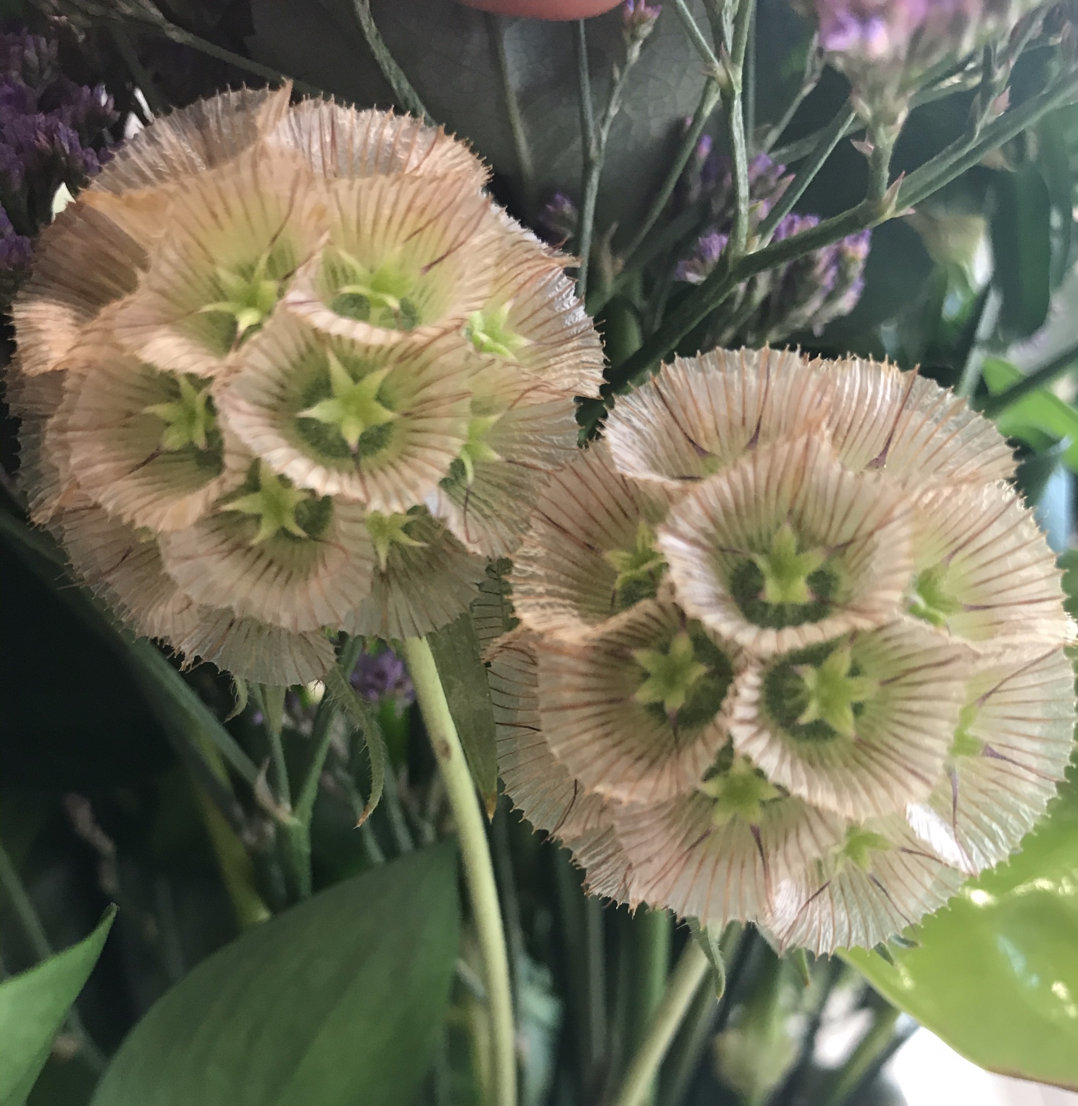 お花紹介
