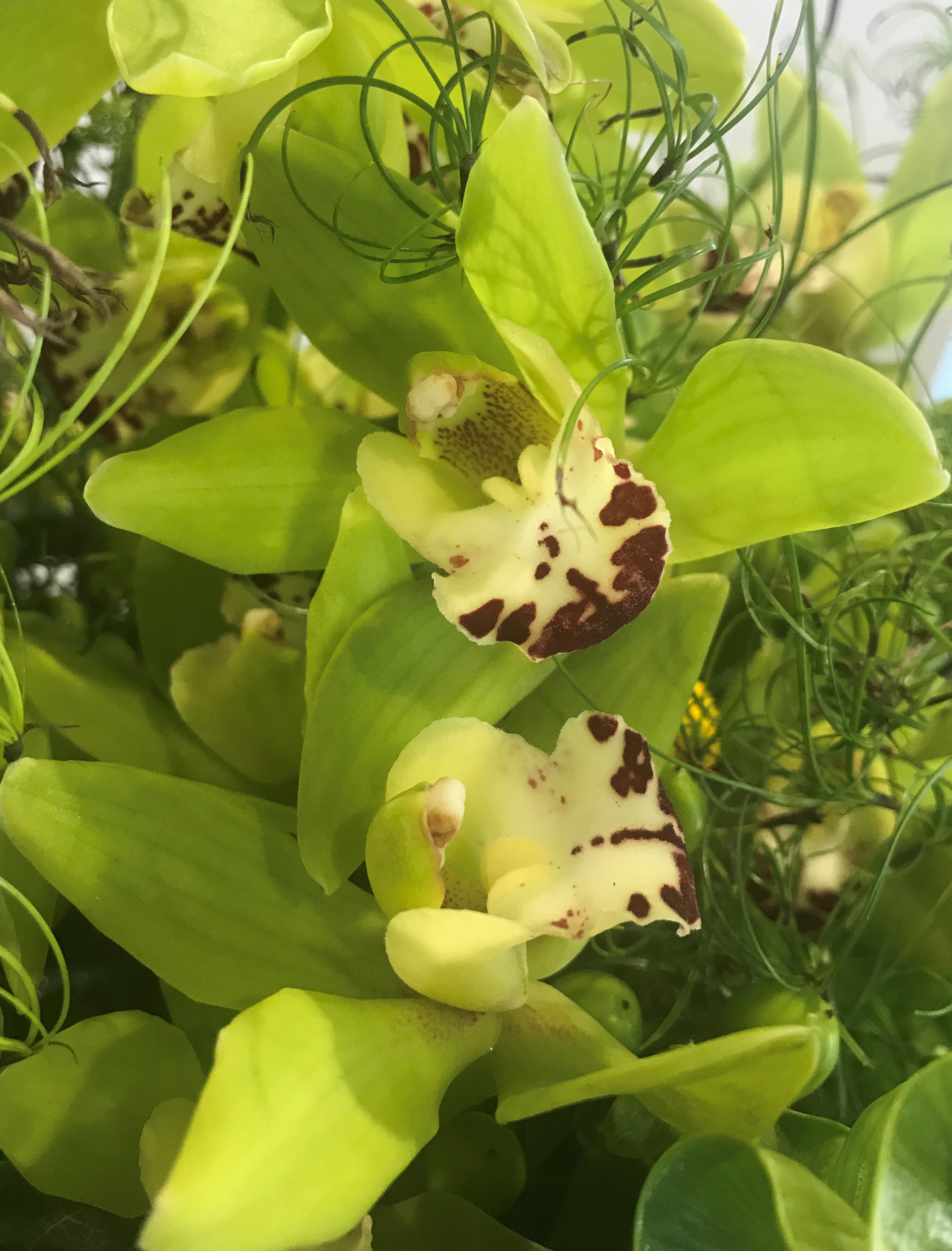 お花紹介