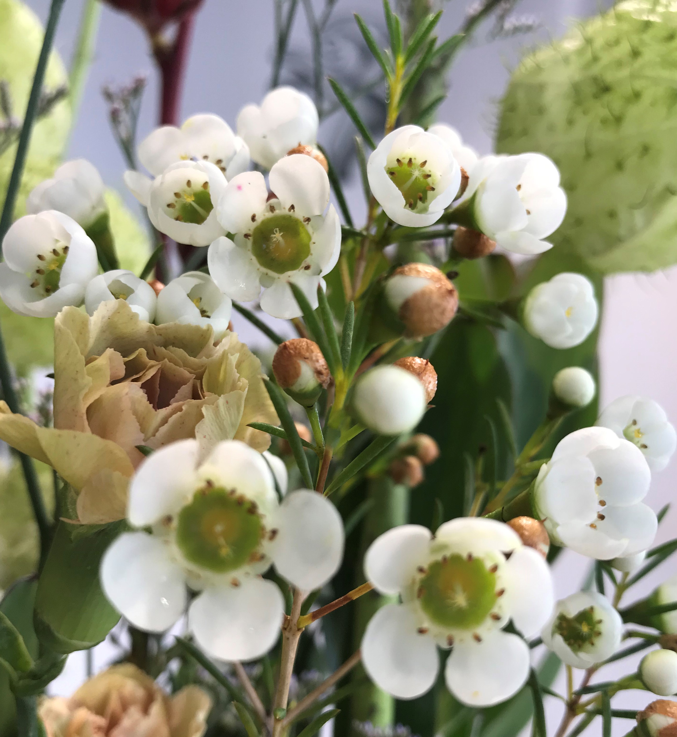 お花紹介