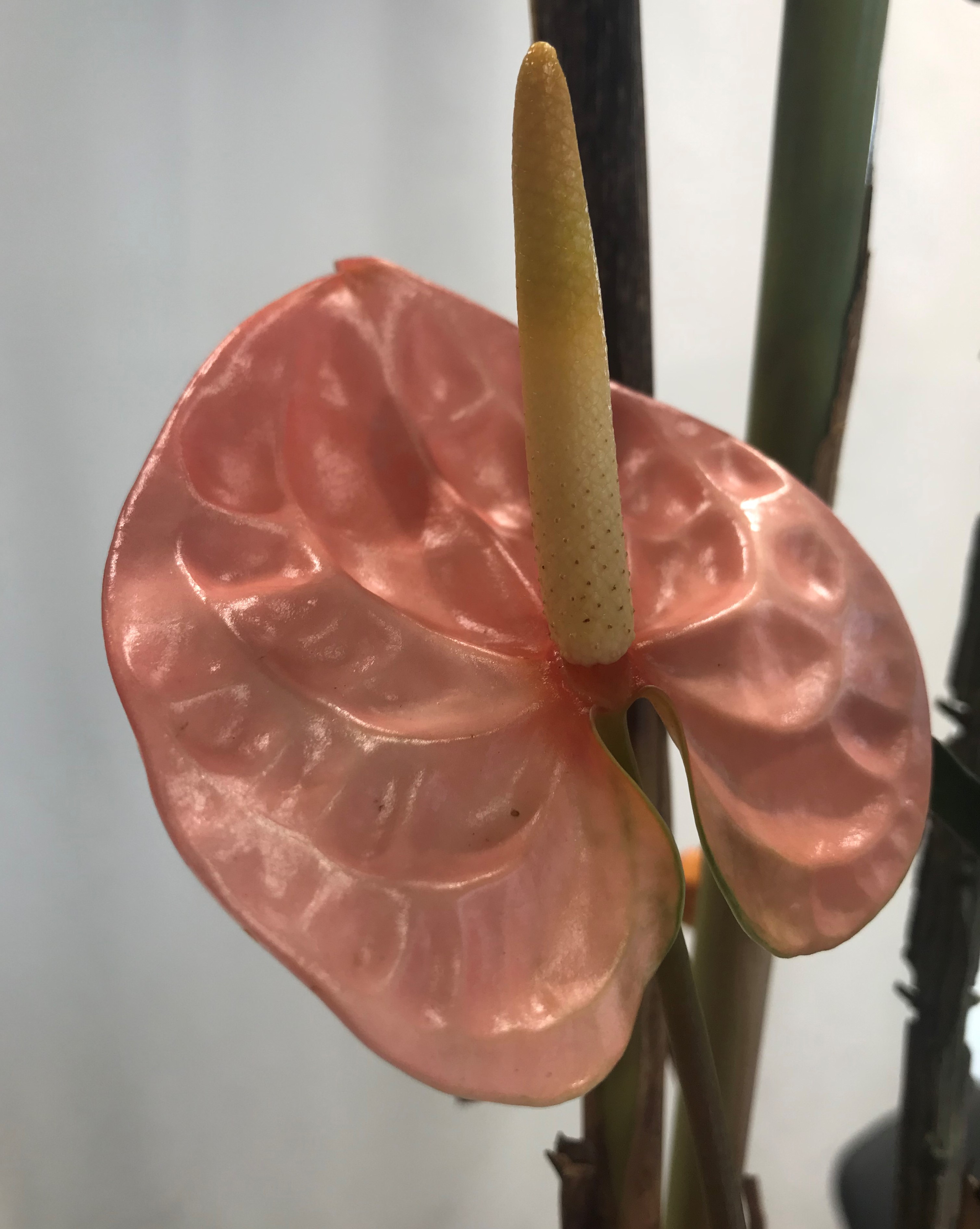 お花紹介