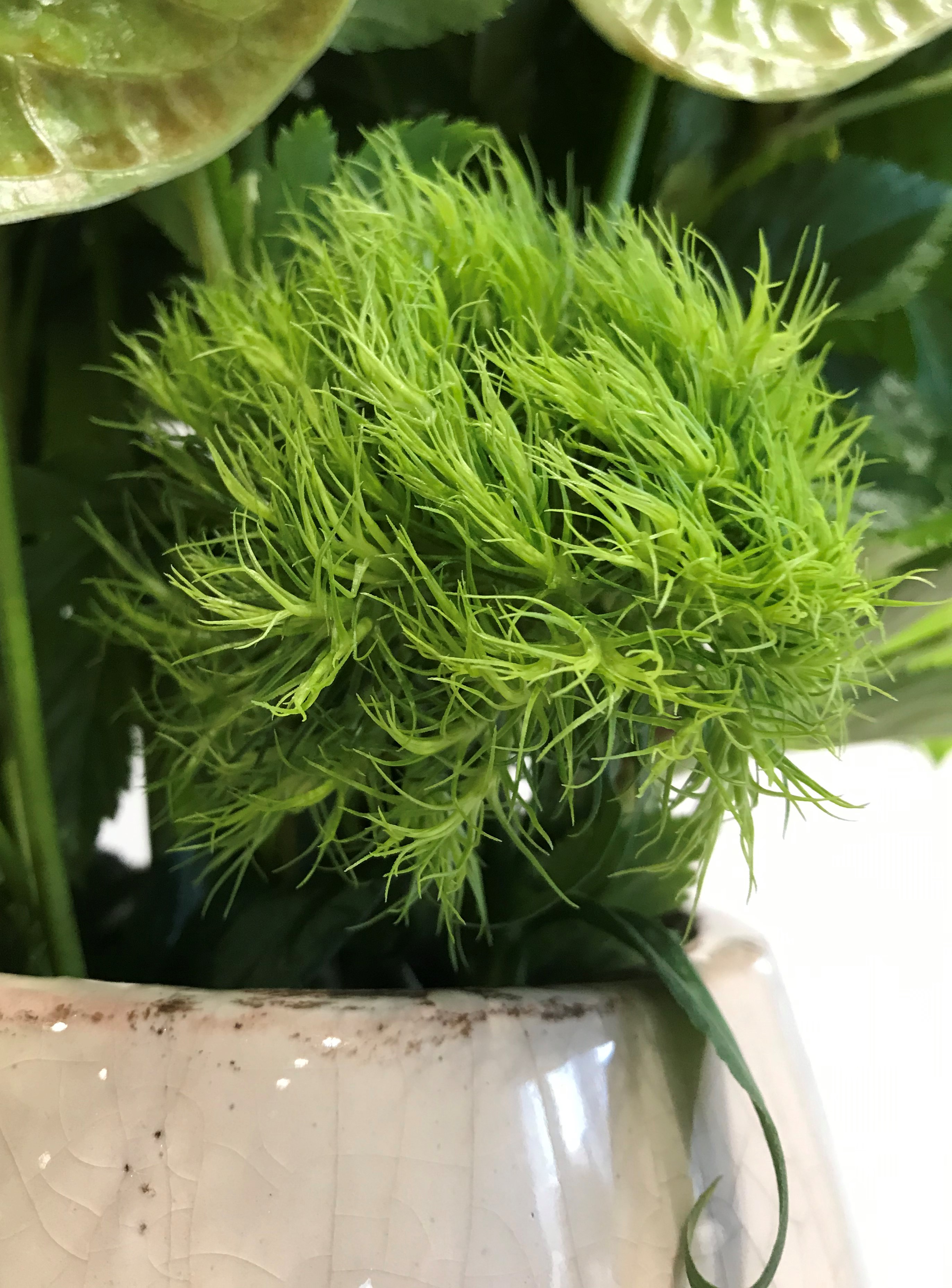 お花紹介