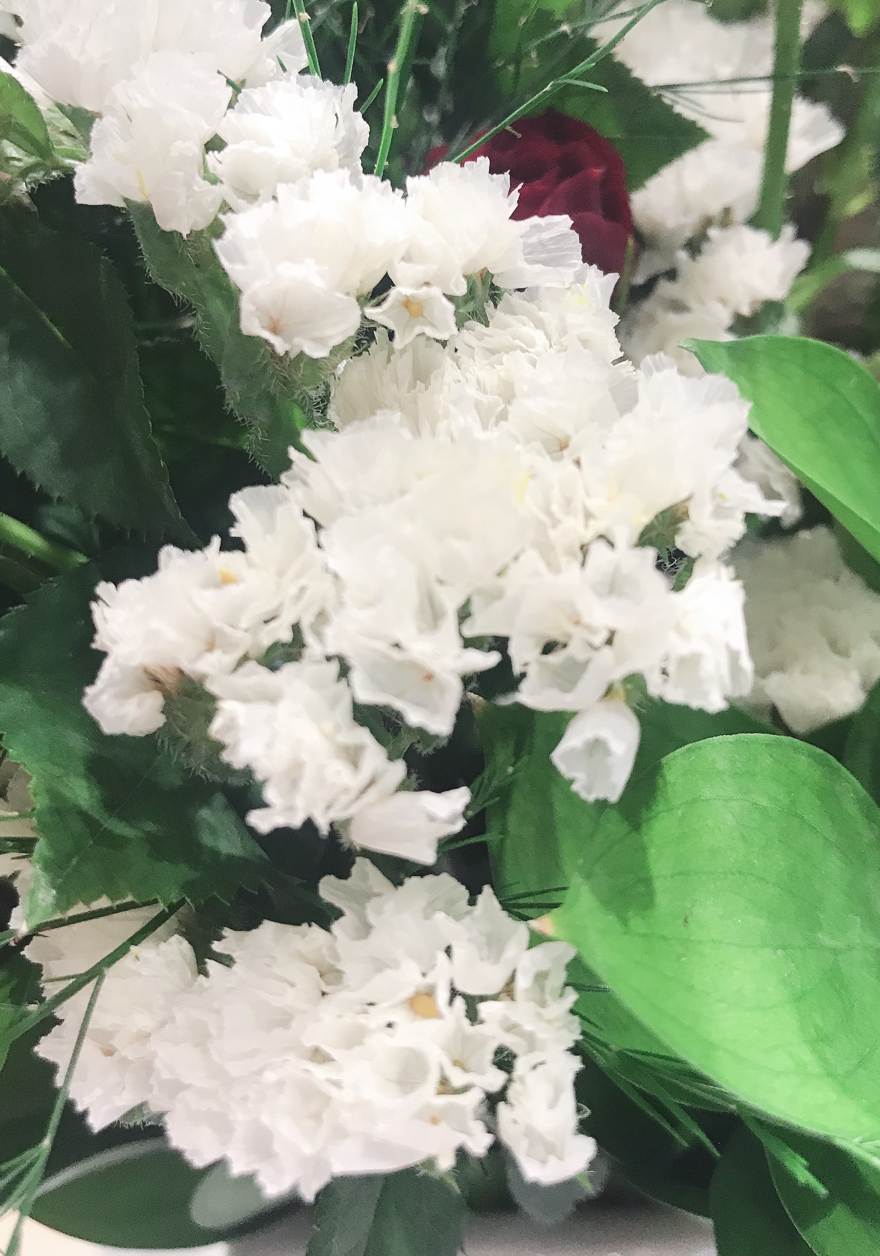 お花紹介