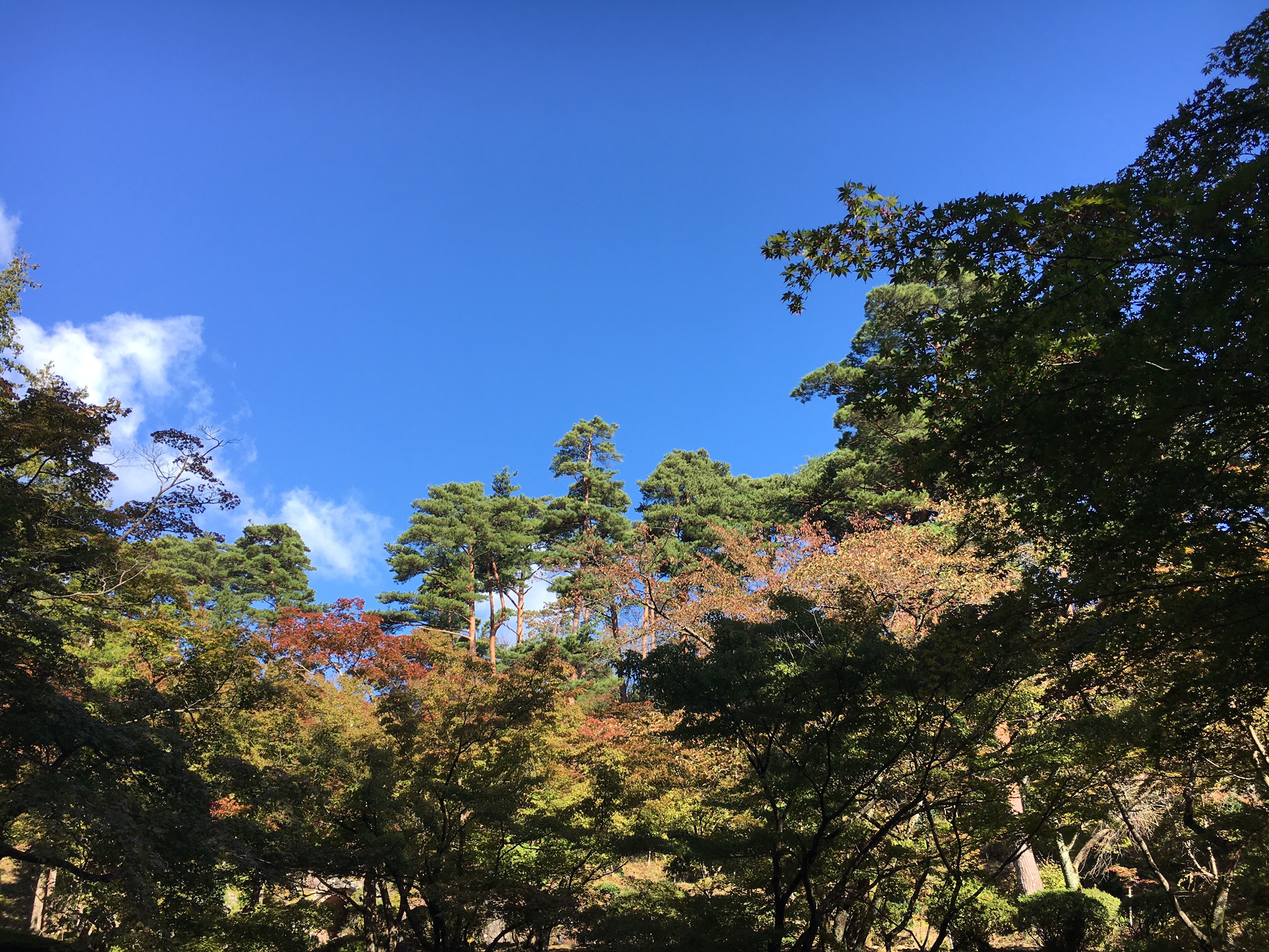 こんにちは♪