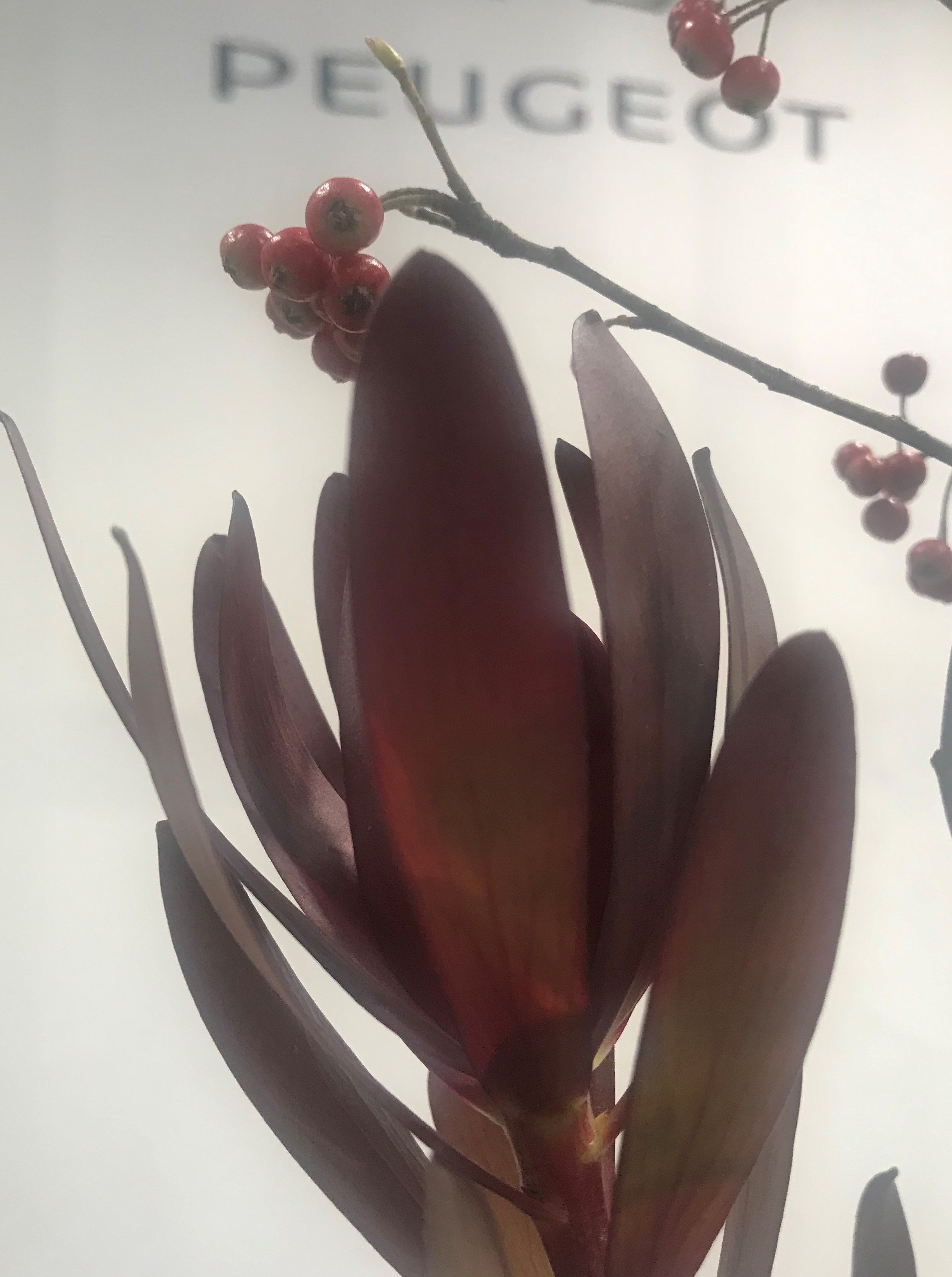 お花紹介