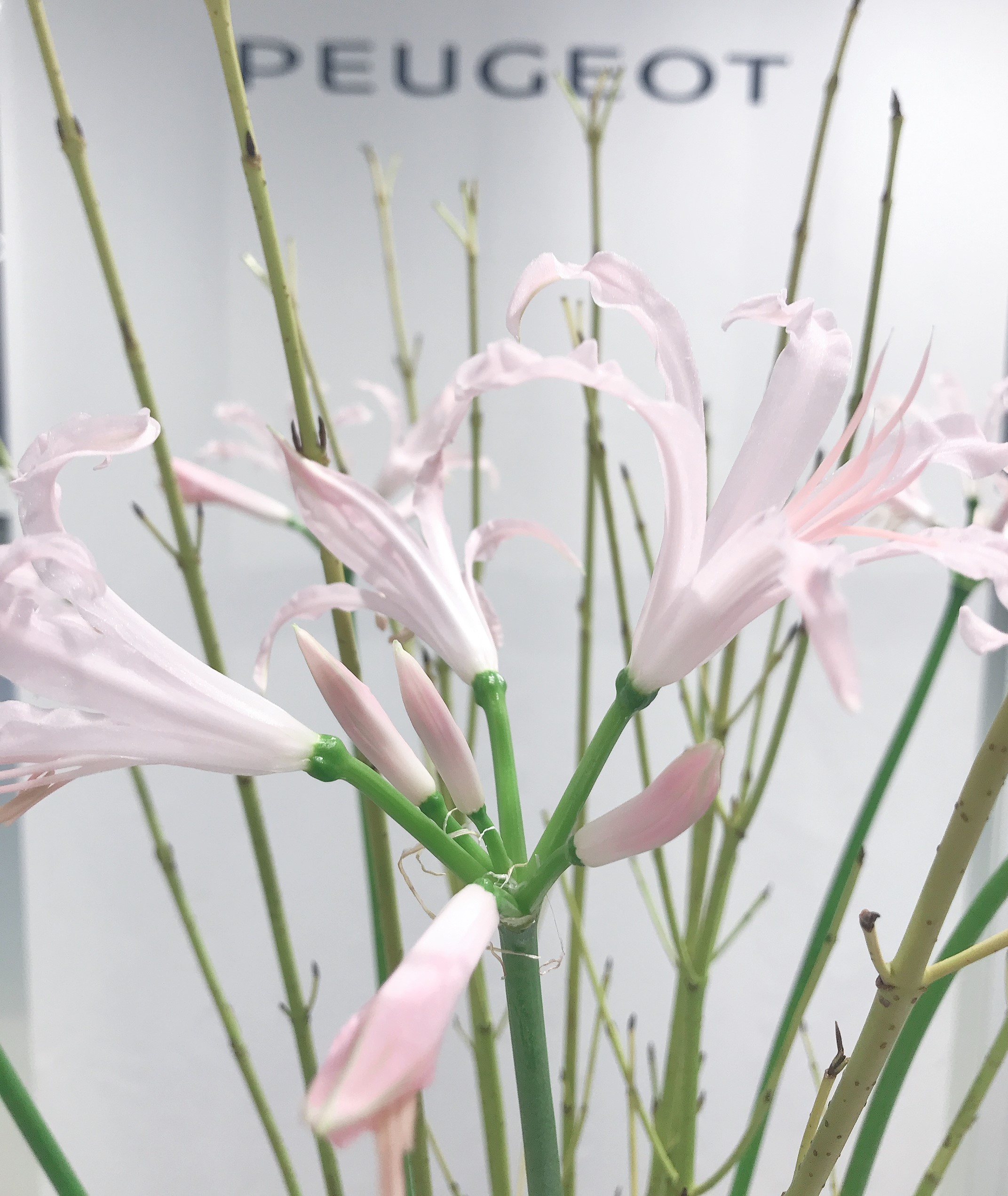 お花紹介