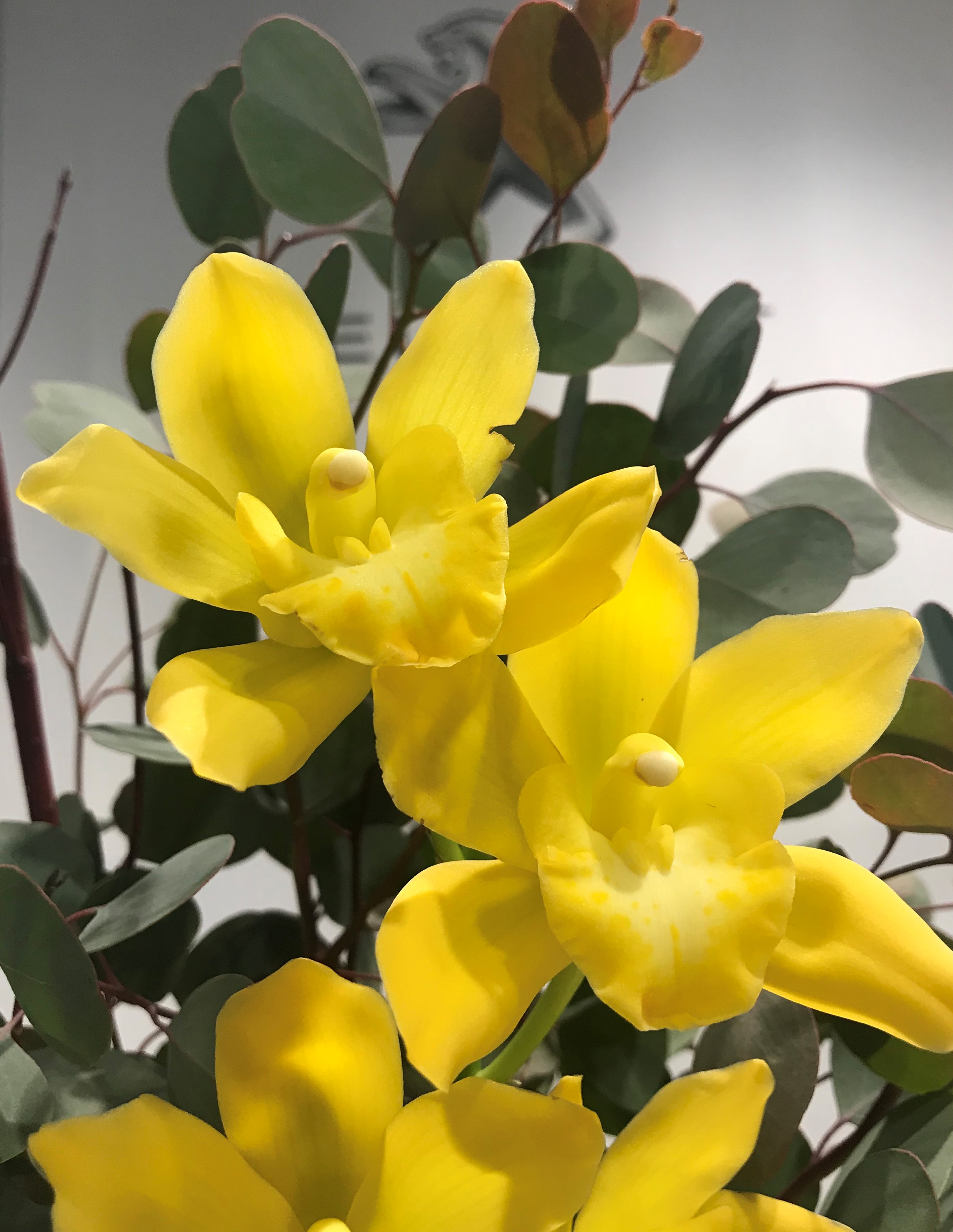 お花紹介