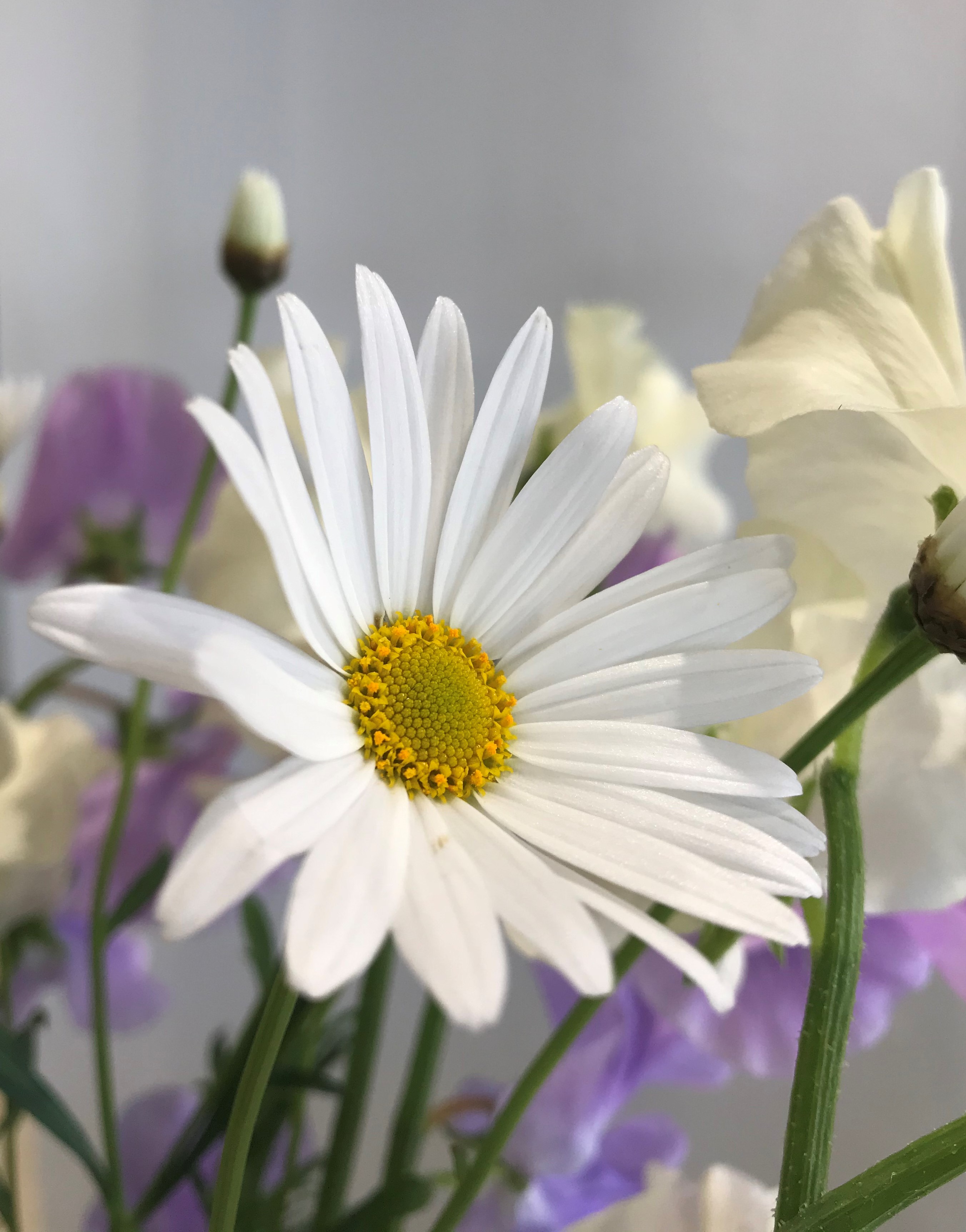 お花紹介
