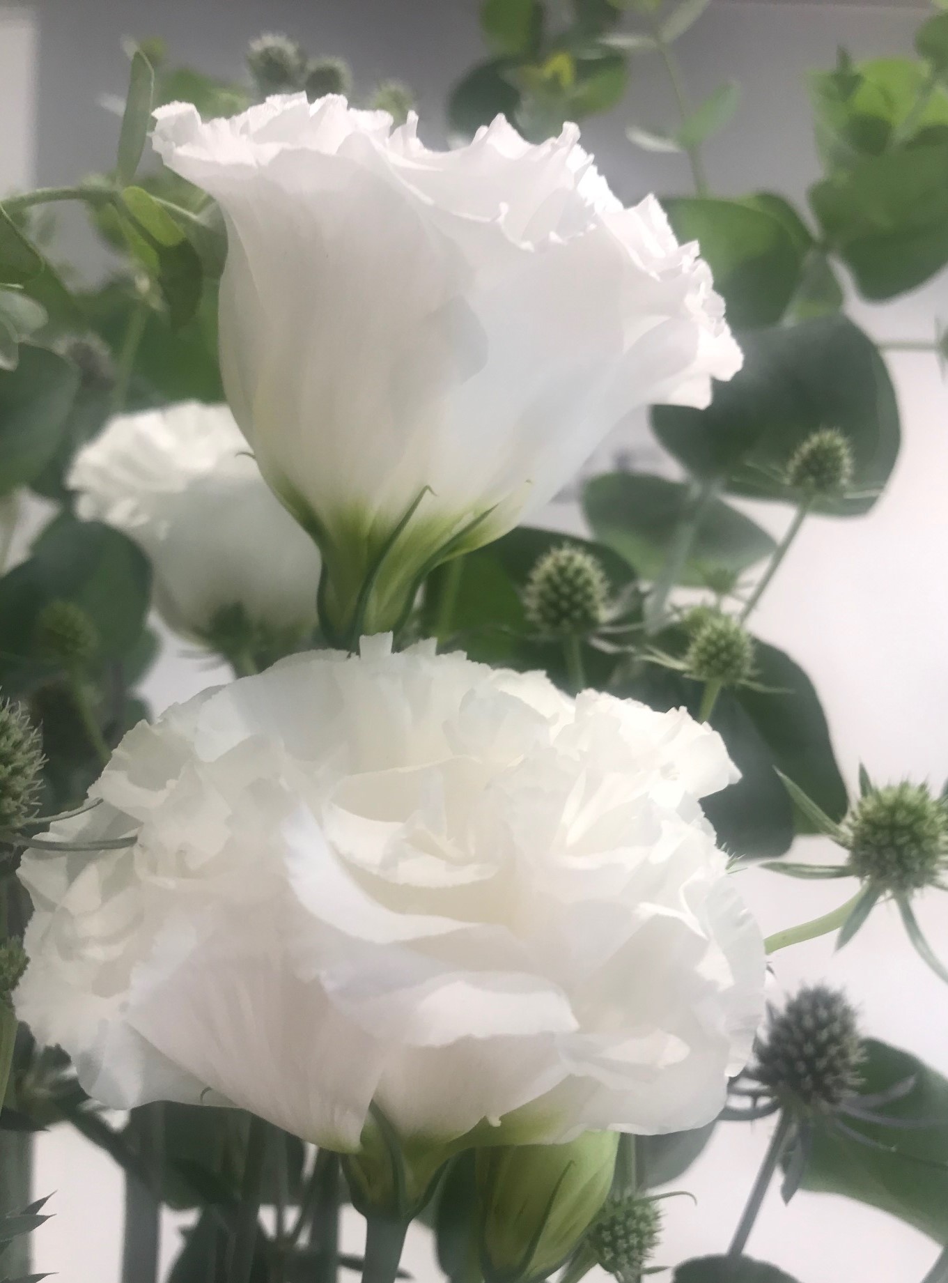 お花紹介