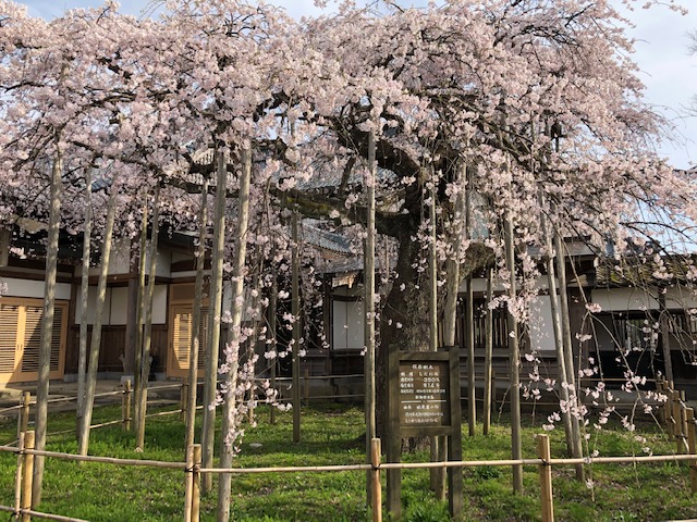 花見散歩