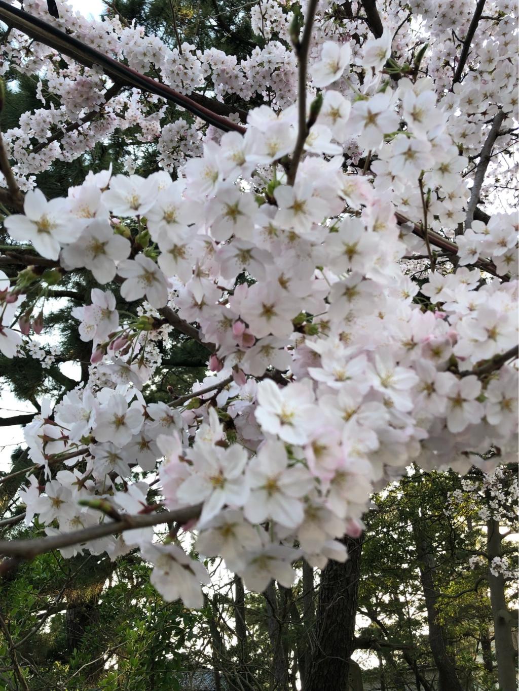 Cherry Blossom　@白山神社