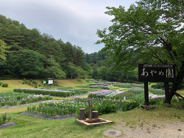 あやめ園見学