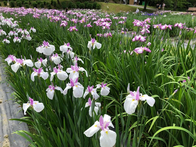 あやめ園見学