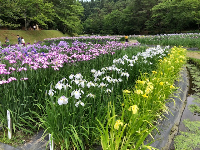 あやめ園見学