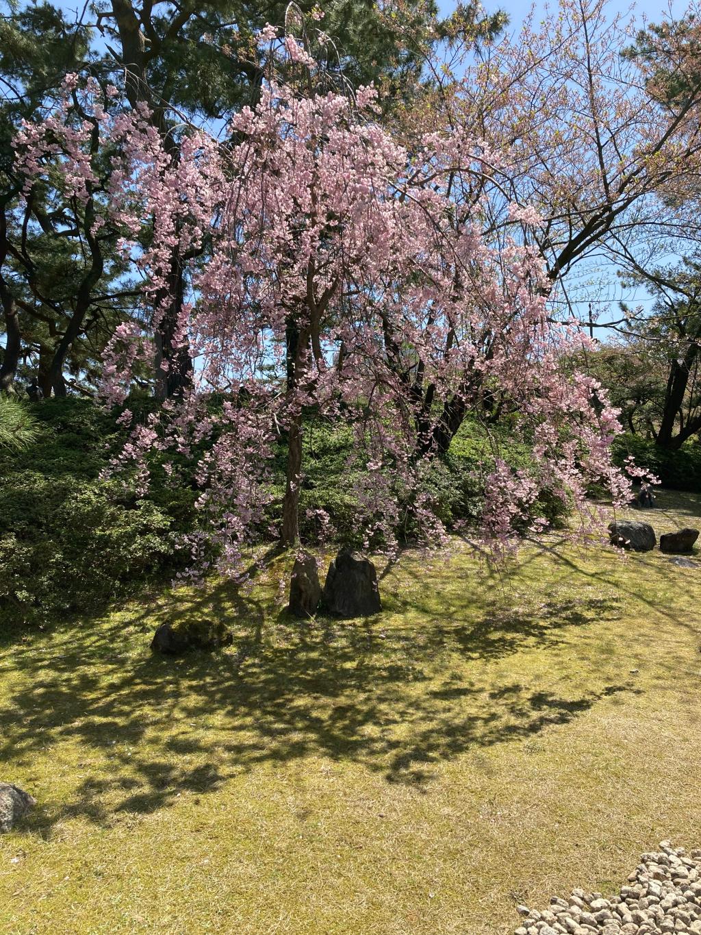 春の風物詩